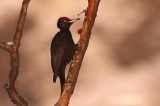 Black Woodpecker, Woodpeckers in the lens tour gallery Photo by Michele Mendi