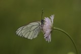 Butterflies and Macro Photography Tour Photo by Dobromir Domuschiev