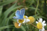 Chelmos Blue Butterflies of Turkey Photo by Mario Langourov