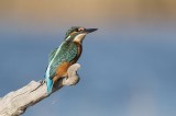 Common Kingfisher; Birding in Turkey Photo by Georgi Gerdzhikov