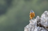 Common Rock Thrush; Birding in Turkey Photo by Georgi Gerdzhikov