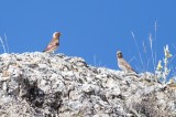 Crimson-winged Finch; Birding in Turkey Photo by Georgi Gerdzhikov