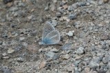 Cyaneus Blue Butterflies of Turkey Photo by Mario Langourov