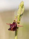 Eastern Spider Orchid (Ophrys mammosa), Early spring photography-orchids, tulips and butterflies Photo by Georgi Gerdzhikov