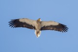Egyptian Vulture Photo by Georgi Gerdzhikov