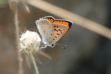 Fiery Copper Butterflies of Turkey Photo by Mario Langourov