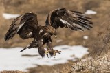 Golden Eagle, Eagles, eagles, eagles photography tour Photo by Georgi Gerdzhikov