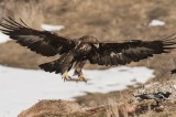 Golden Eagle; Eagles, Eagles, Eagles photography tour Photo by Georgi Gerdzhikov