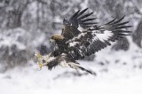 Golden Eagle, Golden Eagle photography tour Photo by Jetmir Troshani