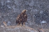 Golden Eagle, Golden Eagle photography tour Photo by Christine Whiffen