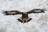 Golden Eagle, Golden Eagle photography tour Photo by Georgi Gerdzhikov