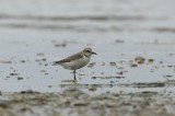 Greater Sand Plover female Photo by Dobromir Domuschiev
