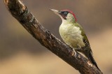 Green Woodpecker, Woodpeckers in the lens tour gallery Photo by Georgi Gerdzhikov