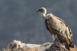 Griffon Vulture Photo by Georgi Gerdzhikov