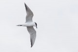 Gull-billed Tern Photo by Georgi Gerdzhikov