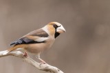 Hawfinch, Red-breasted Geese Special tour Photo by Georgi Gerdzhikov