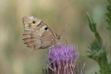 Hermit Butterflies of Turkey Photo by Mario Langourov