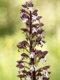 Lady Orchid (Orchis purpurea), Early spring photography-orchids, tulips and butterflies tour Photo by Georgi Gerdzhikov