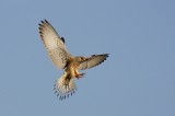 Lesser Kestrel; Birding in Turkey Photo by Georgi Gerdzhikov