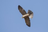 Levant Sparrowhawk Photo by Georgi Gerdzhikov