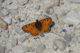Persian Fritillary Butterflies of Turkey Photo by 
