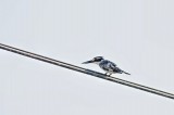 Pied Kingfisher; Birding in Turkey Photo by Georgi Gerdzhikov