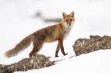 Red Fox, Golden Eagle photography tour Photo by Georgi Gerdzhikov