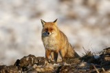 Red fox, Golden Eagle photography tour Photo by Georgi Gerdzhikov