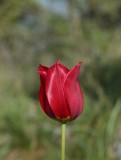 Rhodopean Tulip, Early spring photography - orchids, tulips and butterflies Photo by Dobromir Domuschiev