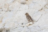 Rock Sparrow; Birding in Turkey Photo by Georgi Gerdzhikov
