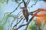 Spot-bellied Eagle Owl, Bhutan's Butterflies, Birds and Mammals Photo by 