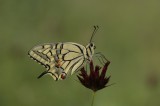 Butterflies and Macro Photography Tour Photo by Dobromir Domuschiev