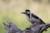 Syrian Woodpecker, Red-breasted Geese Special tour Photo by Georgi Gerdzhikov