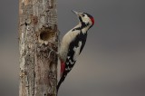 Syrian Woodpecker, Woodpeckers in the lens tour gallery Photo by Wild Echo
