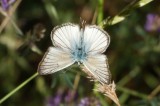Turkish Furry Blue; Butterflies of Turkey Photo by Mario Langourov