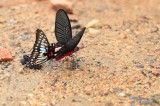 Unknown Butterflies, Bhutan's Butterflies, Birds and Mammals Photo by Chubzang Tangbi