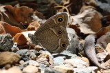 White-bordered Grayling Butterflies of Turkey Photo by Mario Langourov