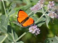 Butterflies of Turkey 2019 tour - another successful year!