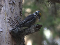 Three-toed Woodpecker recorded on our birding tour.
