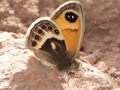 Butterflies of Morocco - succesful first tour!