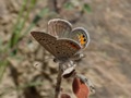 Early Butterflies tour ended with 87 species!