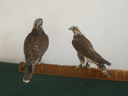 Saker Falcon reintroduction in Bulgaria.