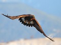 Golden eagles and winter birds photography