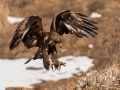 Golden eagles and winter birds photography