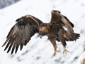 Golden eagles and winter birds photography 