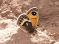 The Butterflies of Morocco